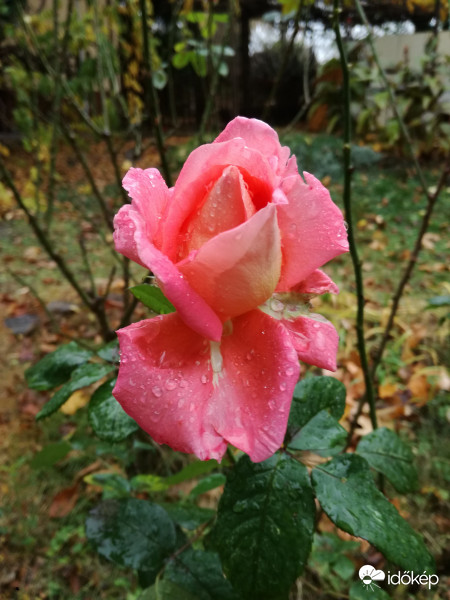 Novemberi túlélő szépség