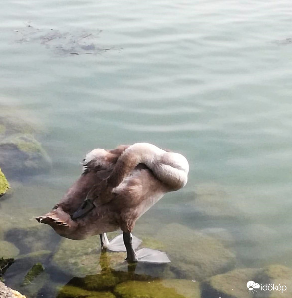 Összeér a fejem és a farkam :)