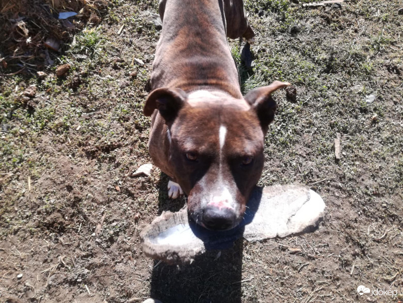 "Mit nézel ? ez a gazdám cipője "  - volt -