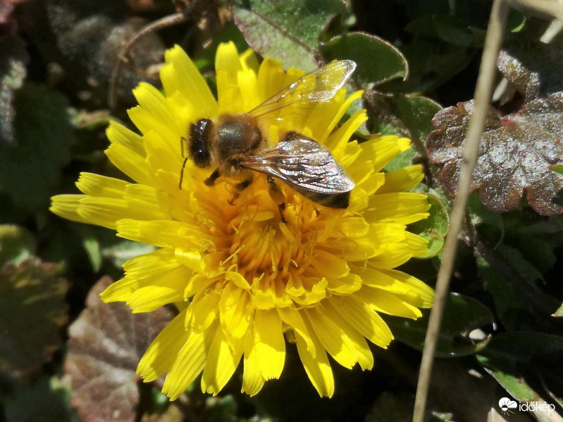Már  előjött és gyűjtöget