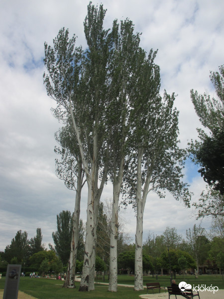 Balatonfüredi óriások 