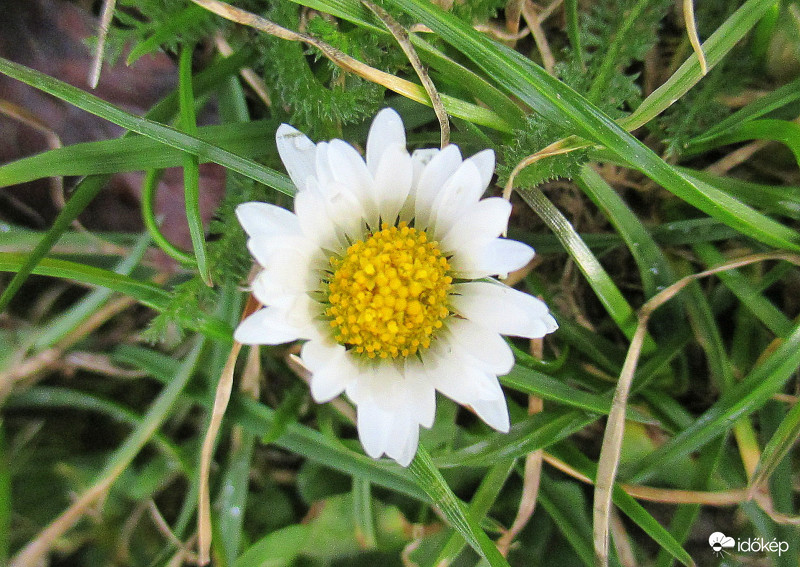 rétipipitér  ( oda-vissza)