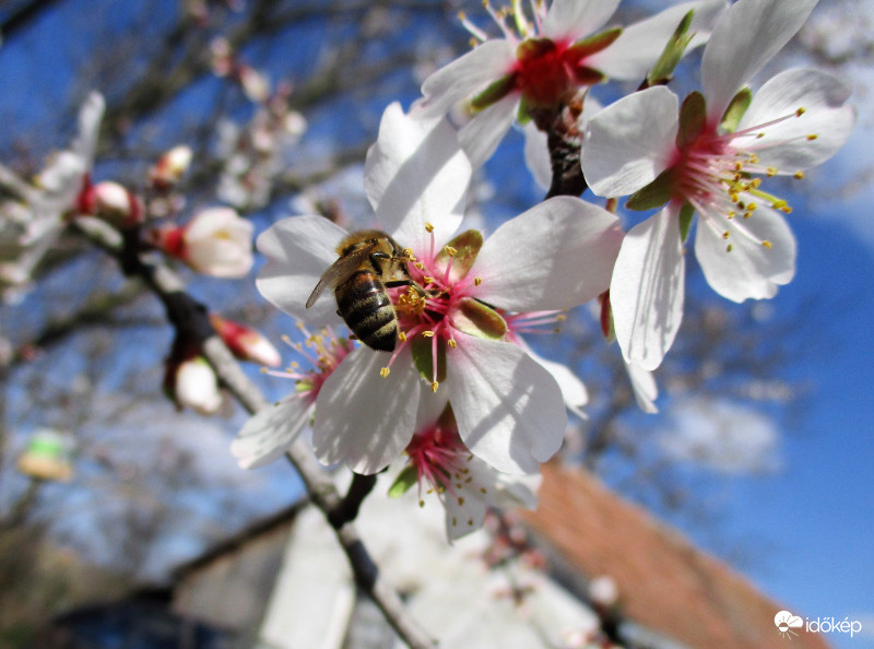 Somogyjádon az udvarunkban