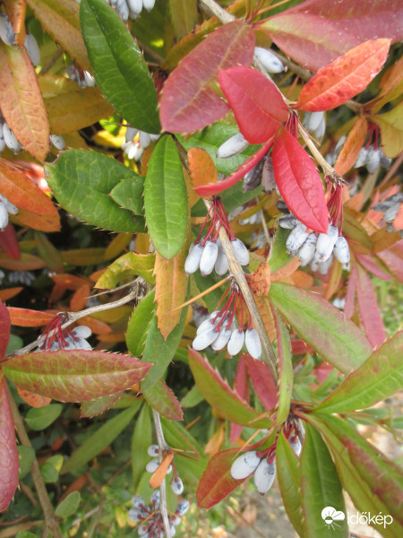 Sóskaborbolya őszi ruhában
