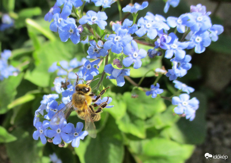A legkisebb virág is finom lehet