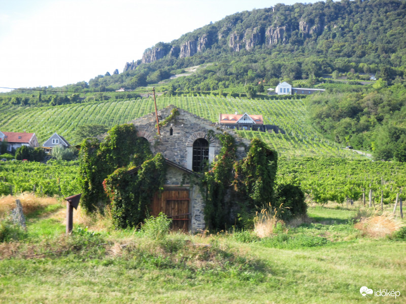 A természet  győz a köveken is.