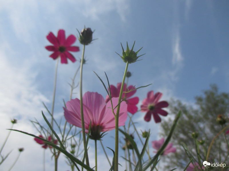 Pillangó - virágok