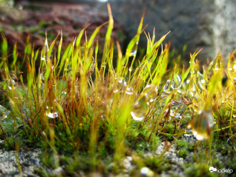 Olvad  a hó  és dér