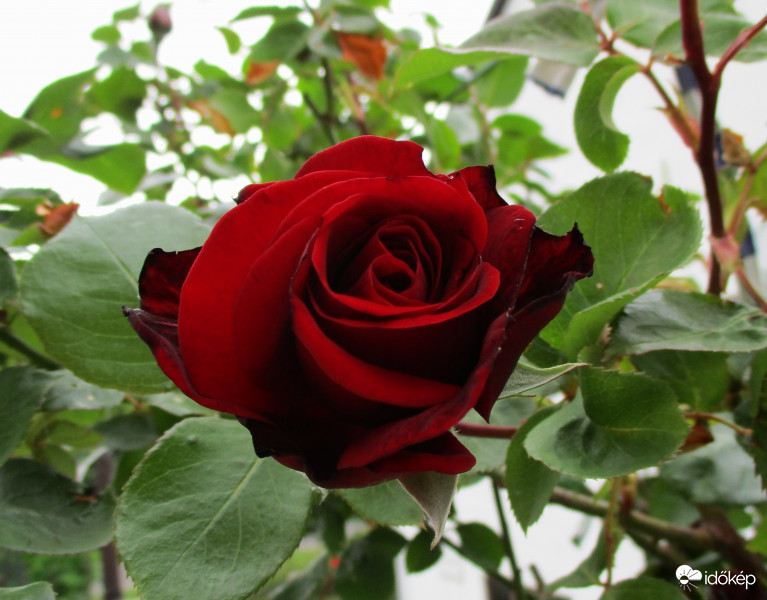 Futórózsám első virága