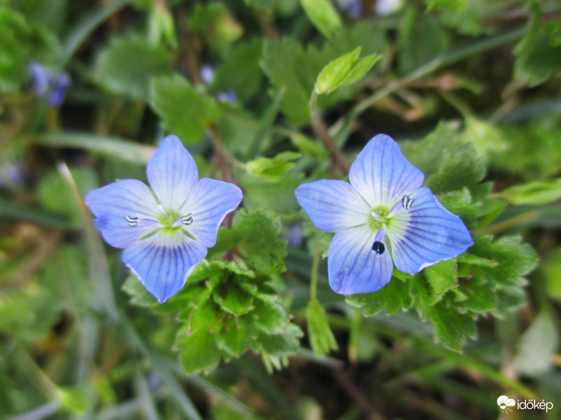 Égszínkék perzsa veronika