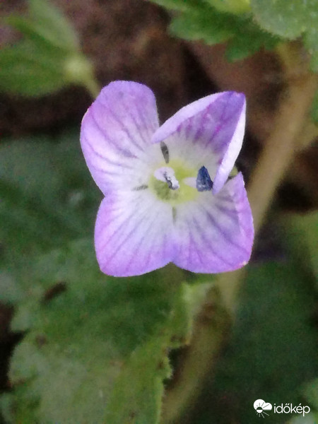 "Perzsa Veronika" - újévi kendőben