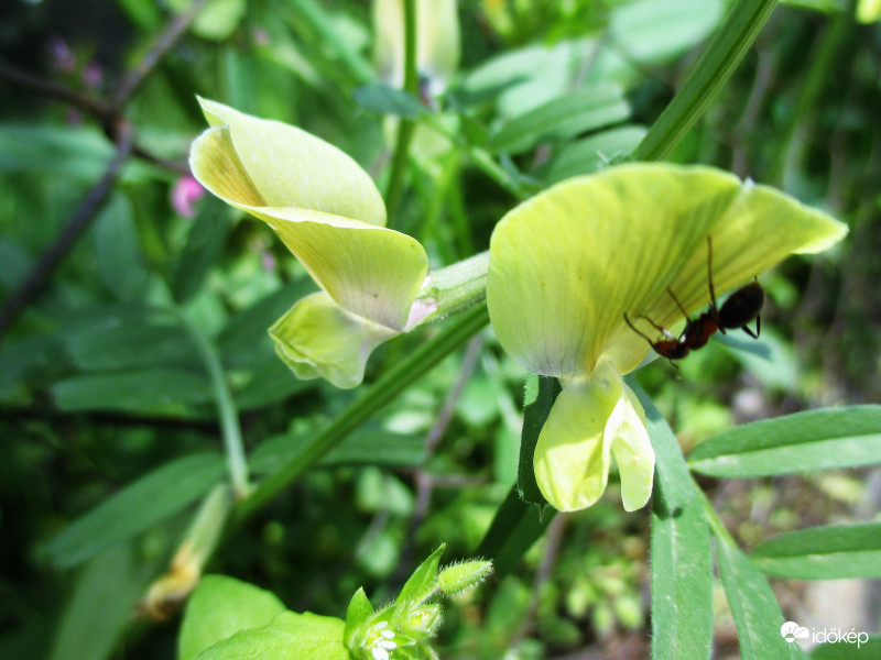 Szagosbükköny a "magyar orchidea"