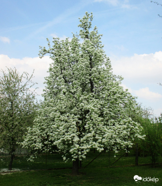 Menyasszonyruhába öltözött