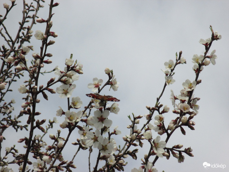 Mandulafám délutáni napsütésben