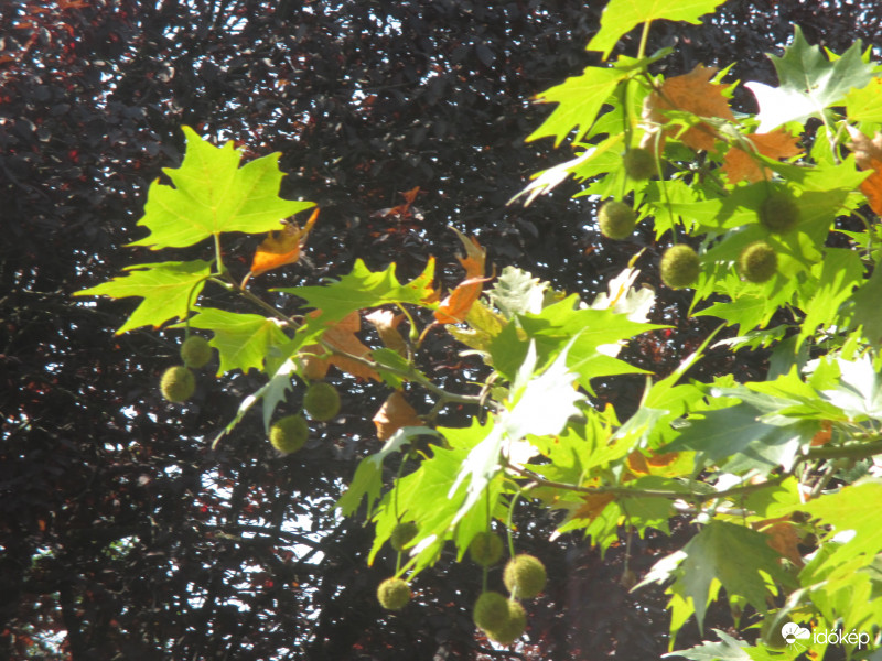 Színesednek a levelek