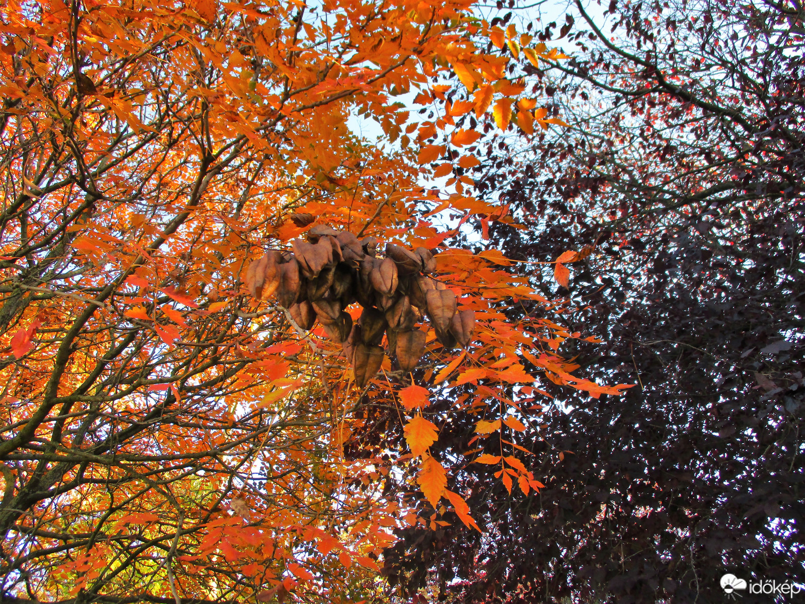 Somogyjád parkjában  ma délután
