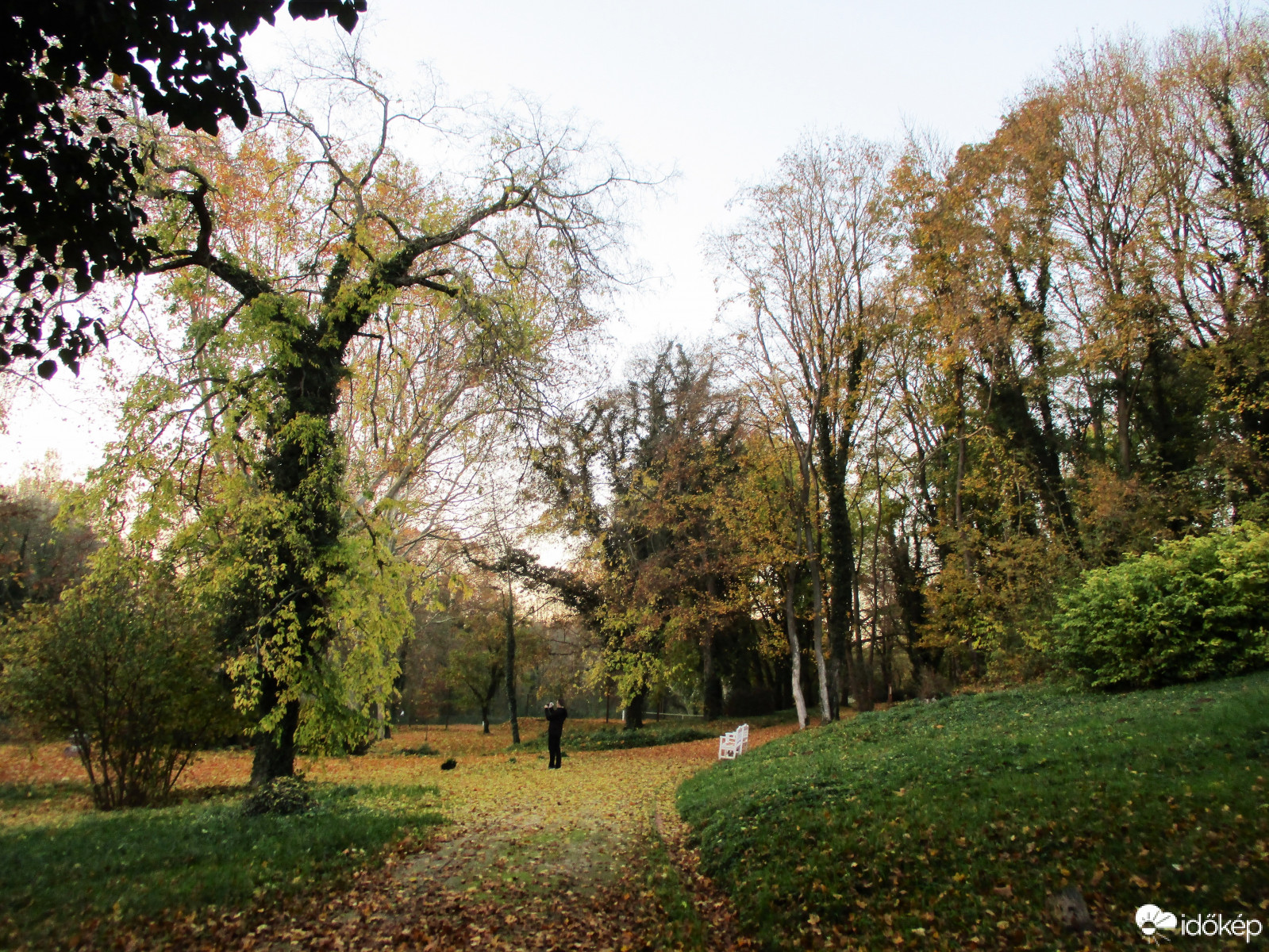Színes szőnyeg lett a levelekből