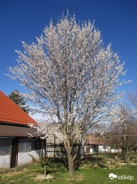 Somogyjádon az udvarunkban 