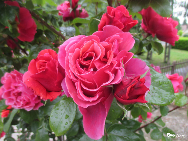 1 szál = 1 csokornyi virág