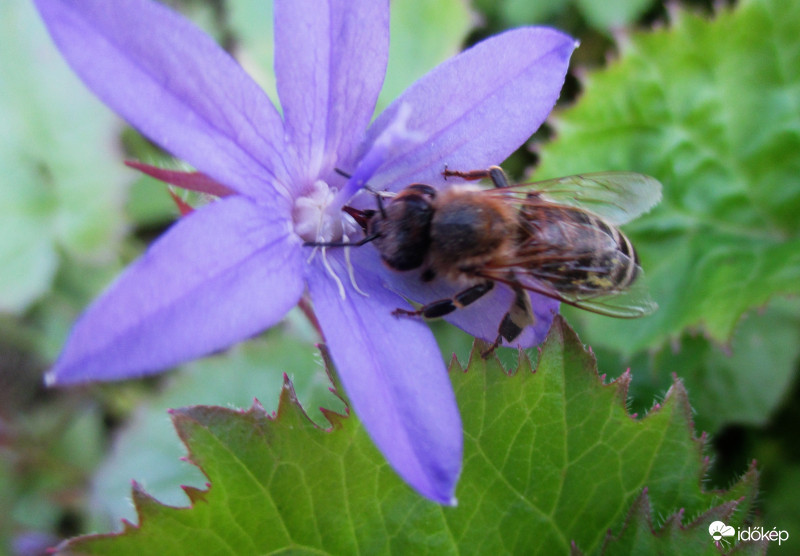 Bánáti harangvirágom vendége