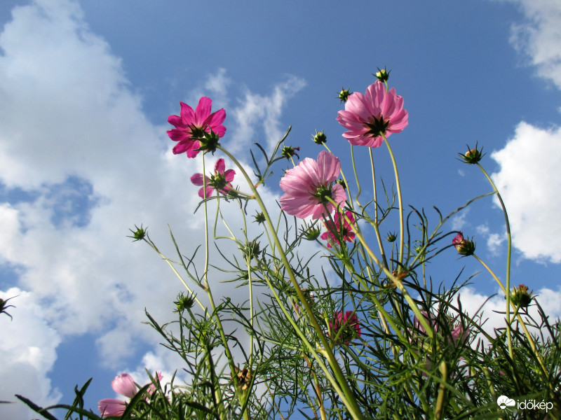 Felhők pillangóvirággal