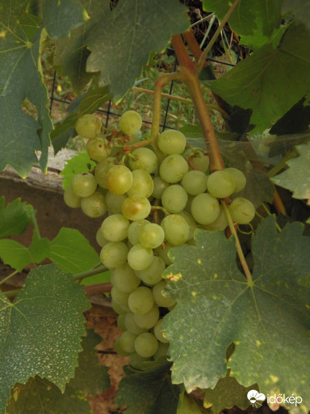 Az utolsó fürtök egyike