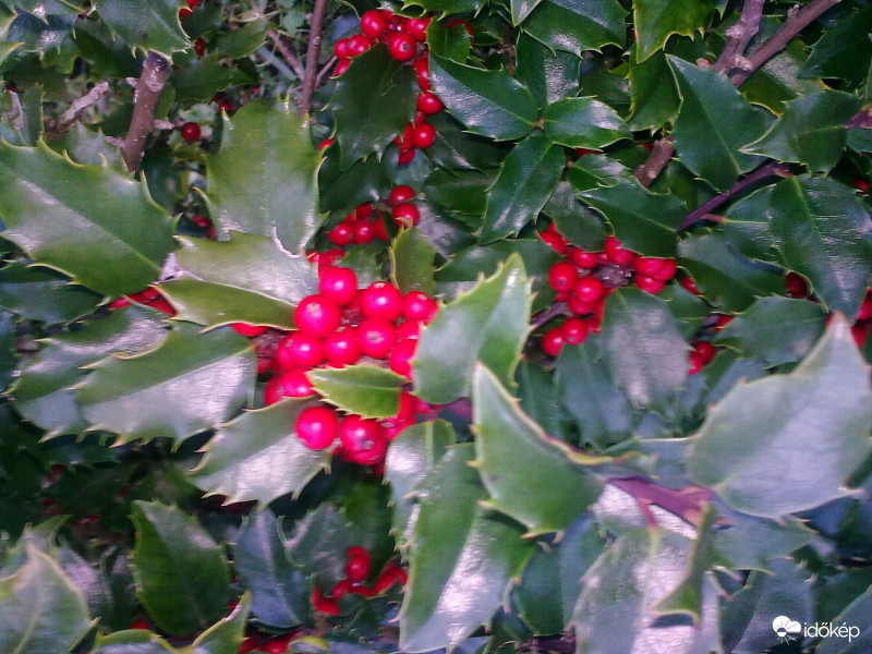 Örökzöld pirossal