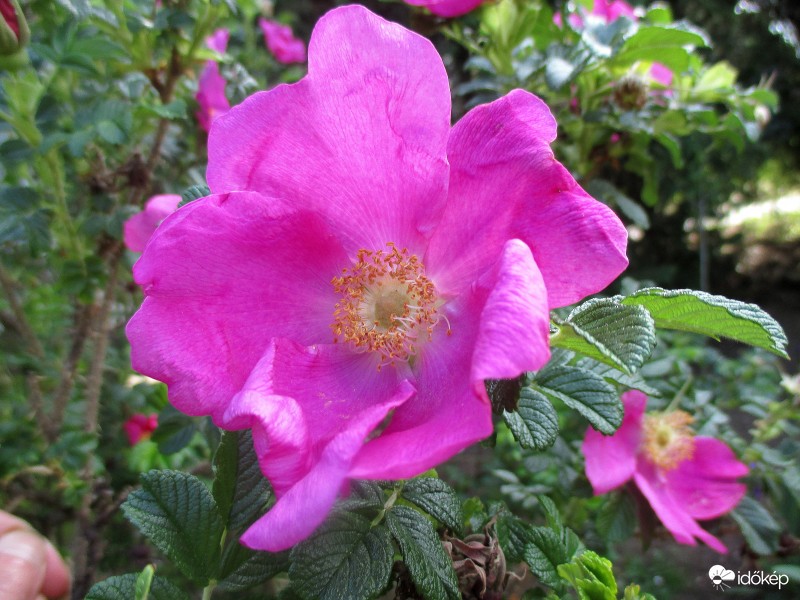 Szentendrei rózsa  (vadrózsa)