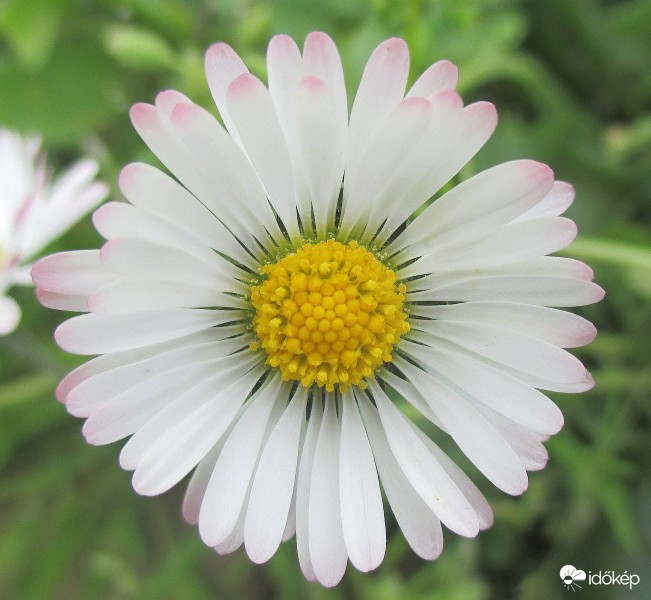 Ici-pici szépség: rétipipitér