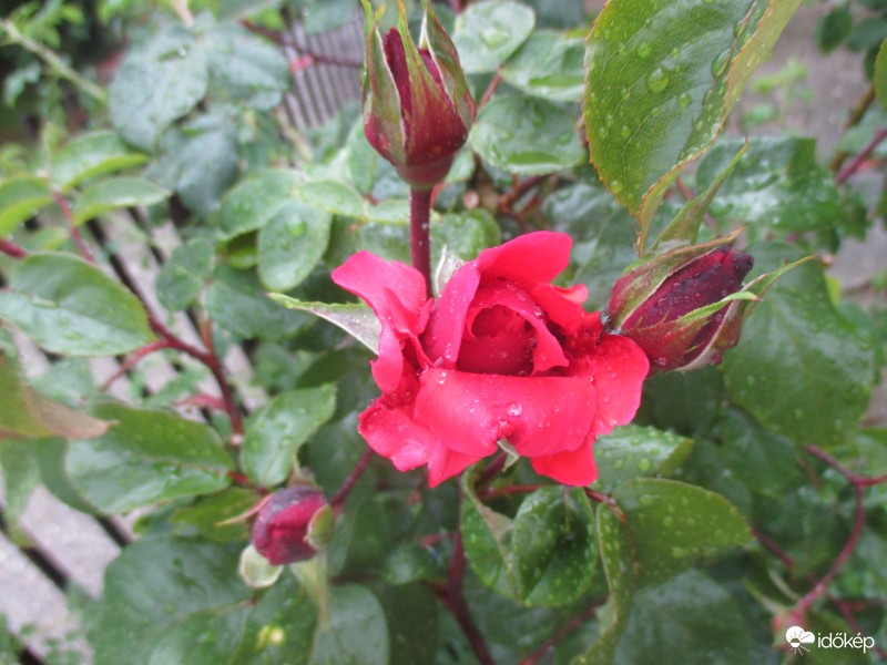 "Egy rózsaszál szebben beszél "...