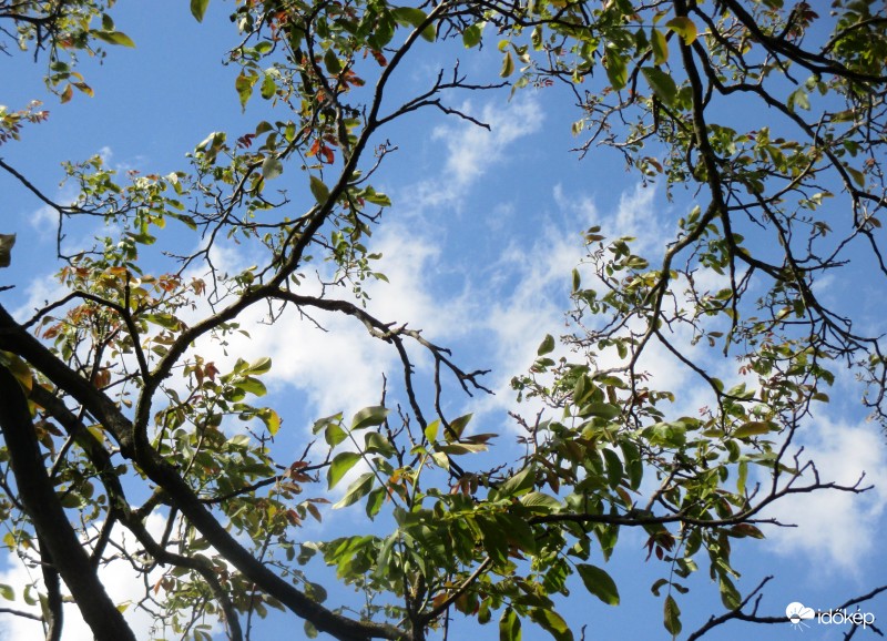Közepesen felhős a diófa alól nézve