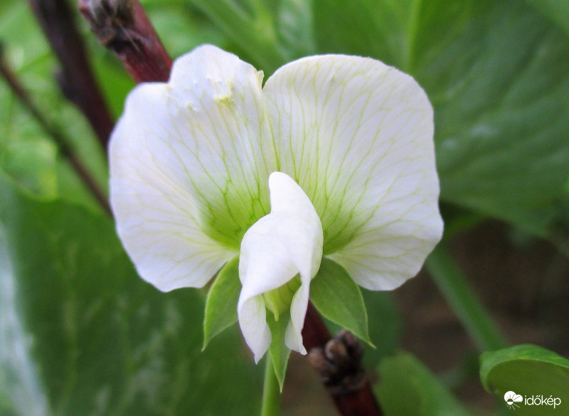 Pillangó virágból  (cukorborsó )