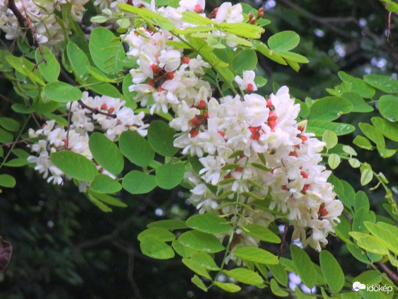 Eső után :jöhetnek a méhecskék