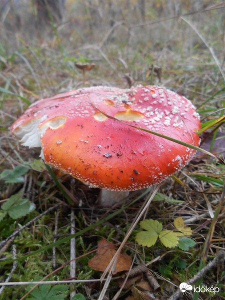 bánkúti veszélyes szépség