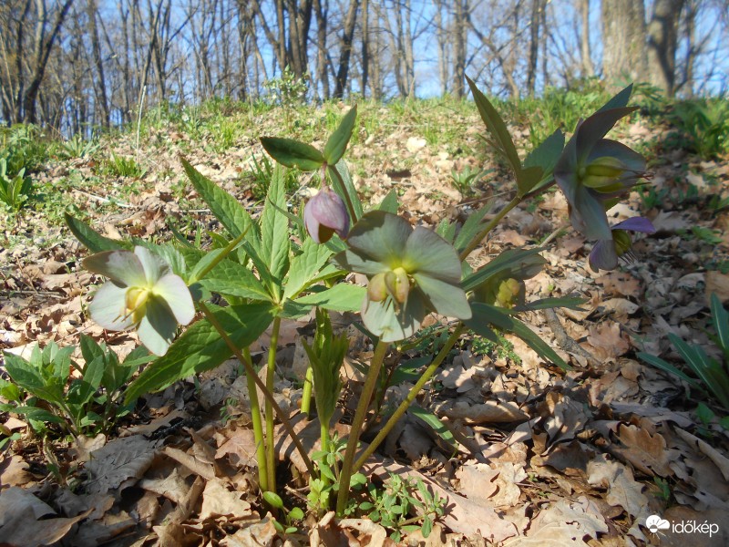 pirosló hunyor Felsőtárkány felé