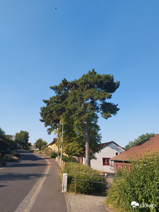 Waldzell