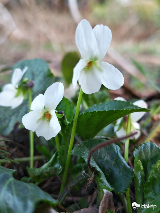Fehér ibolyák