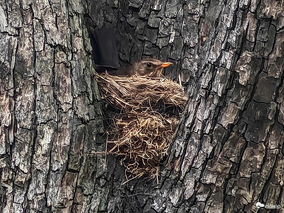 Fekete rigó fészek 