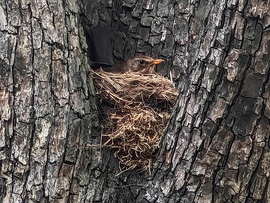 Fekete rigó fészek 