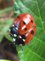 Emeletes katicák :)
