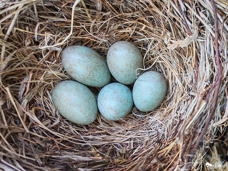 Fekete rigó fészek