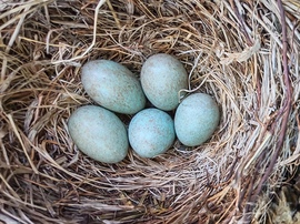 Fekete rigó fészek