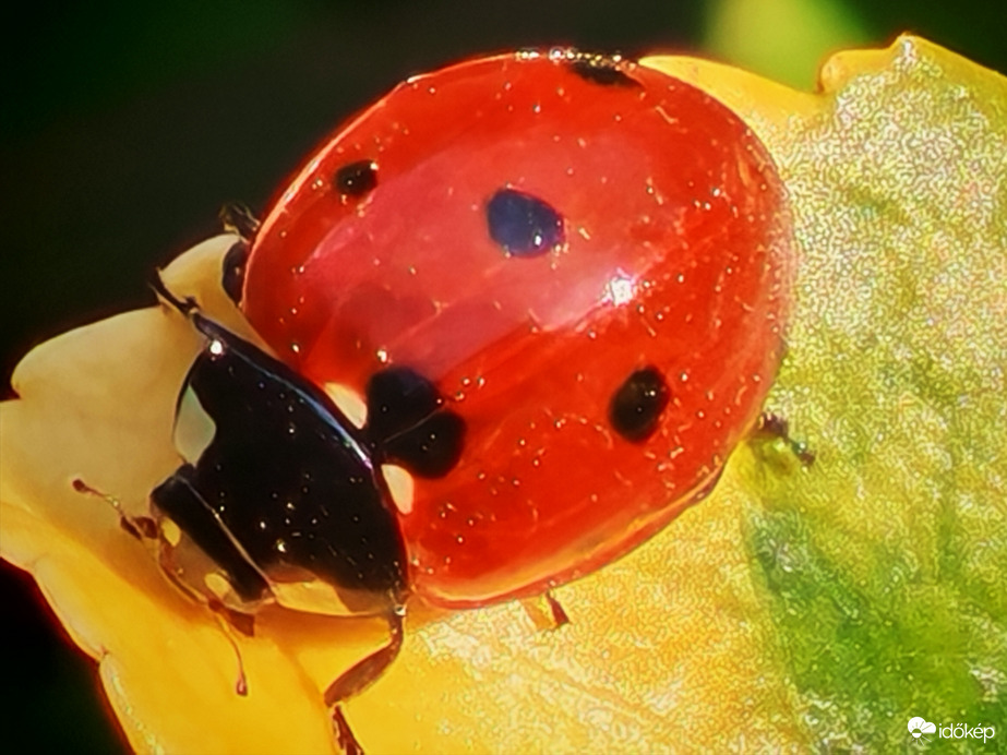 Az igazi hétpettyes :)