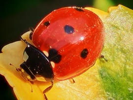 Az igazi hétpettyes :)