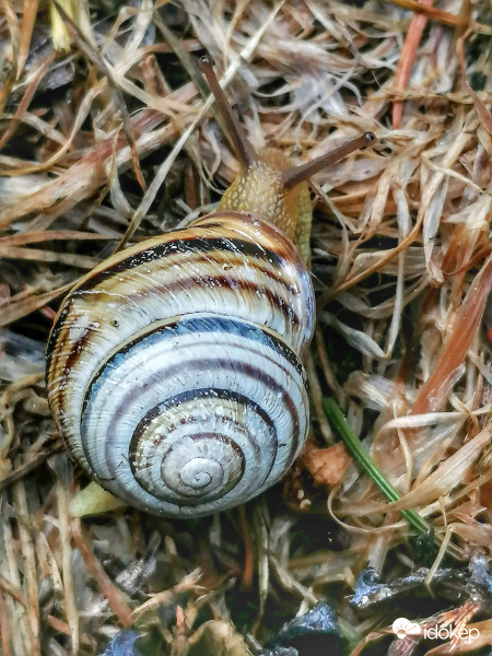 Csigabiga