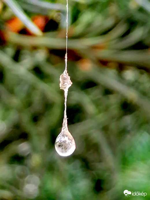 Pókhálón lógó esőcsepp...
