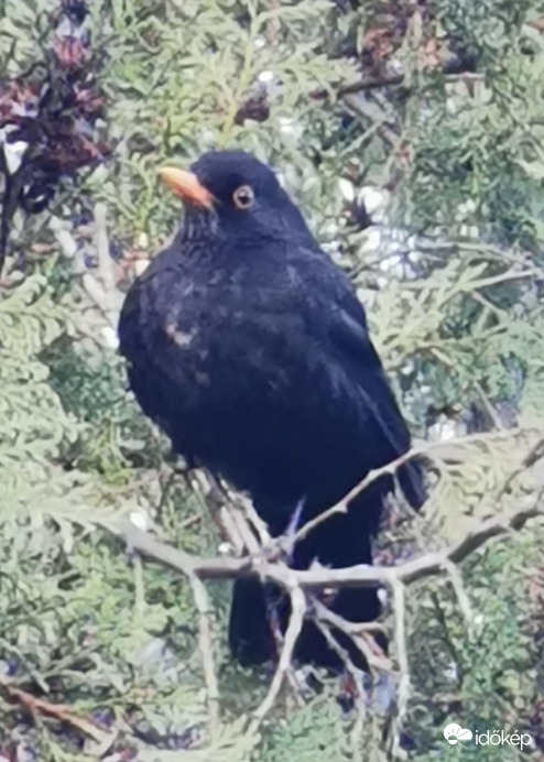 Az egyik lakónk - Fekete rigó