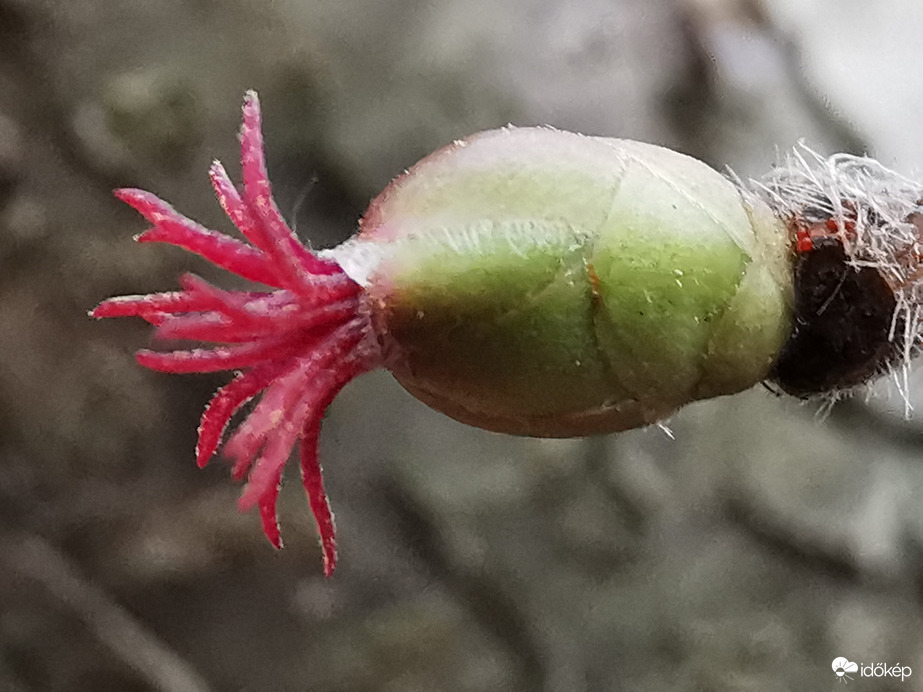 Mogyoró nőivarú virága