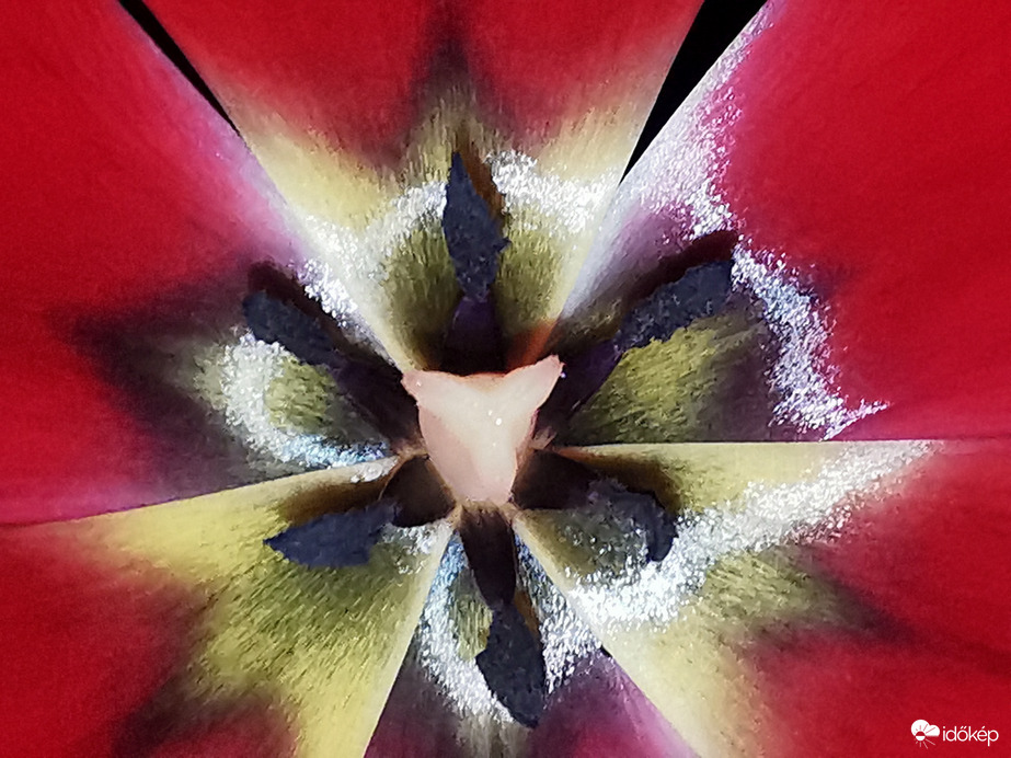 Egy tulipán belsejében...