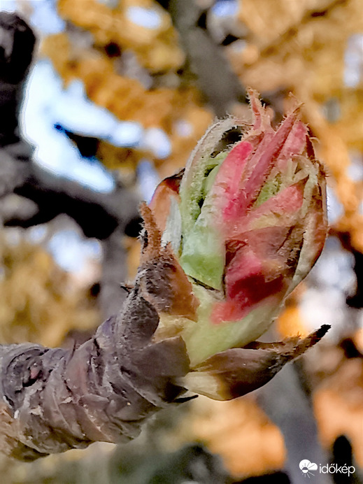 Körtefa bimbója...